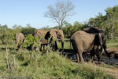Afrikanischer Elefant (36 von 131).jpg